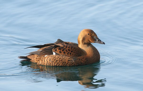 king eider 미등록(미...